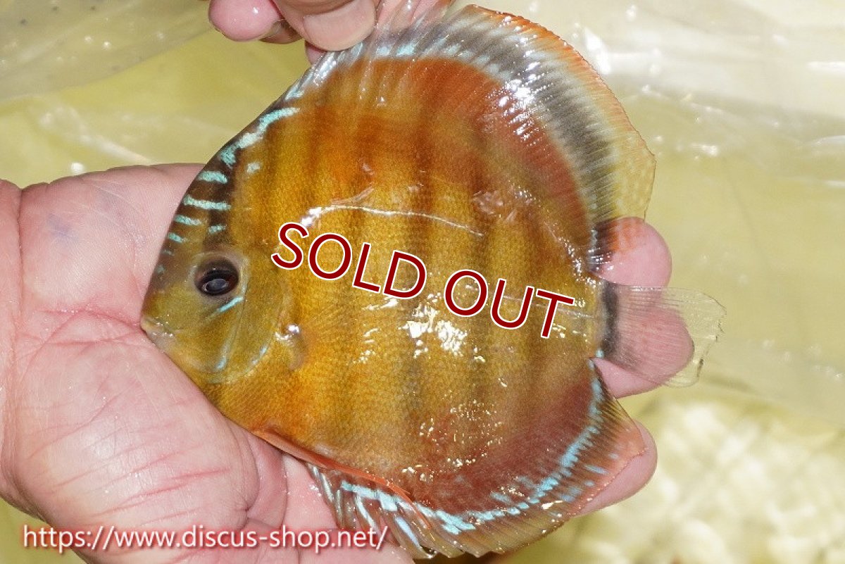 画像2: 【ワイルドディスカス】【通販】【激赤期待大】ラーゴアマニウブラッドレッド【個体販売】13-14cm（生体）ラーゴアマニウ産 (2)