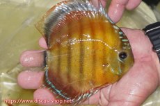 画像2: 【ワイルドディスカス】【通販】【激赤期待大】ラーゴアマニウブラッドレッド【個体販売】13-14cm（生体）ラーゴアマニウ産 (2)