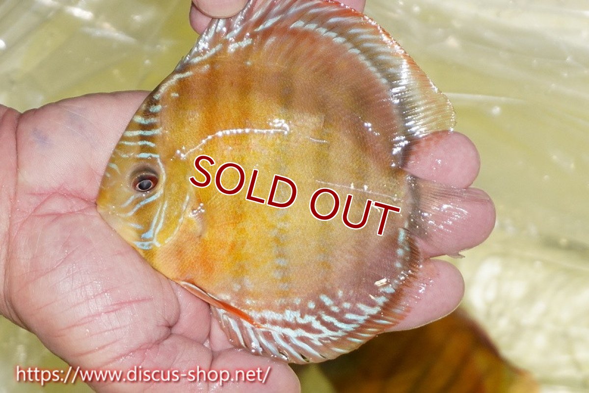 画像1: 【ワイルドディスカス】【通販】【激赤期待大】ラーゴアマニウブラッドレッド【個体販売】13-14cm（生体）ラーゴアマニウ産 (1)