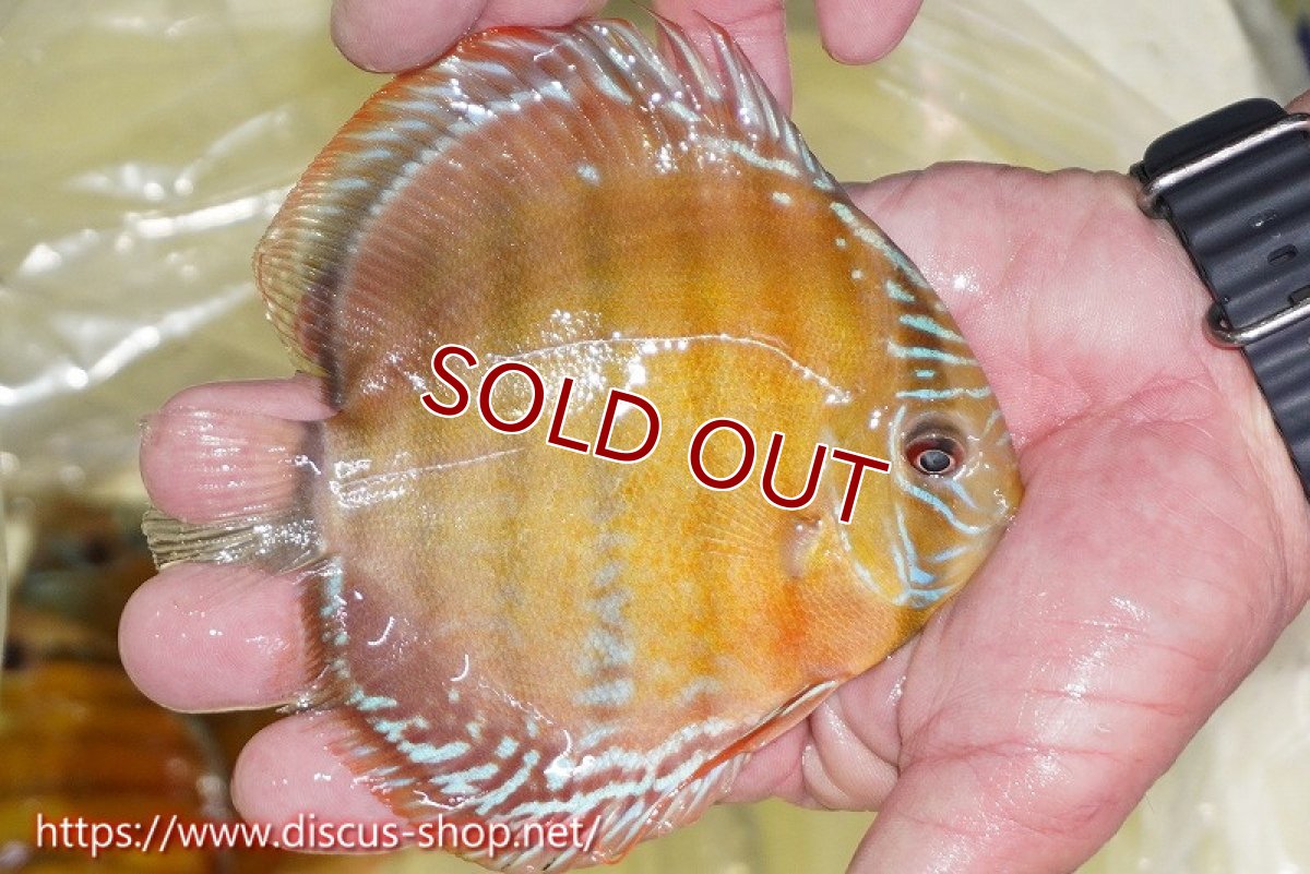 画像2: 【ワイルドディスカス】【通販】【激赤期待大】ラーゴアマニウブラッドレッド【個体販売】13-14cm（生体）ラーゴアマニウ産 (2)