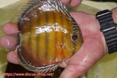 画像2: 【ワイルドディスカス】【通販】【激赤期待大】ラーゴアマニウブラッドレッド【個体販売】13-14cm（生体）ラーゴアマニウ産 (2)