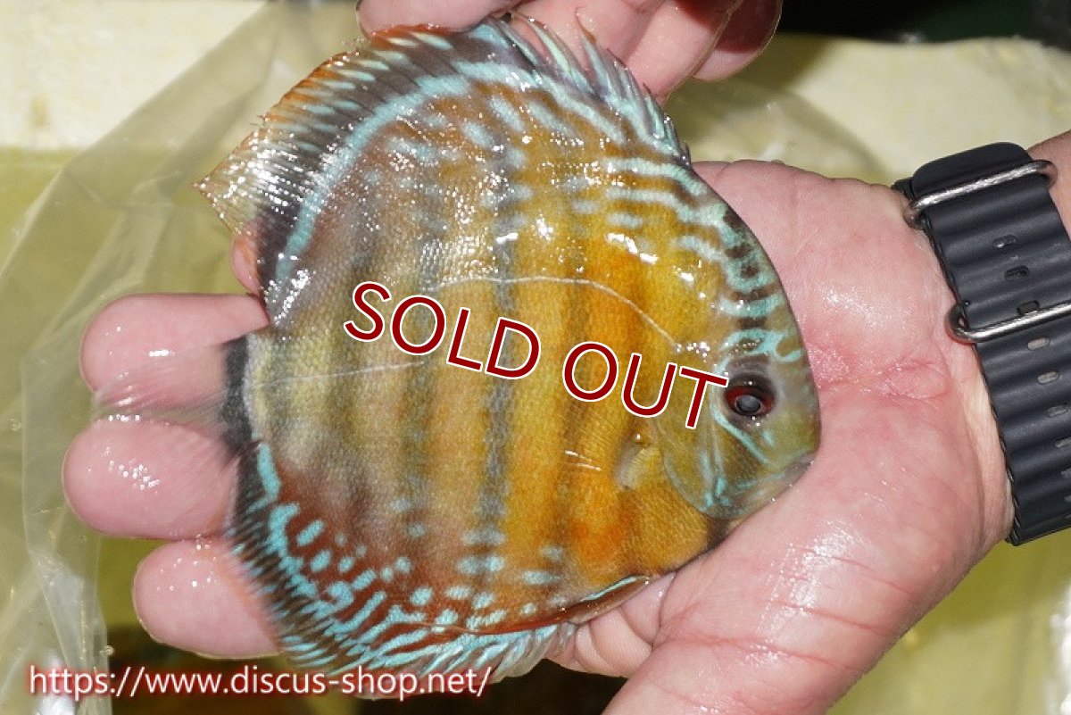 画像2: 【ワイルドディスカス】【通販】【激赤期待大】ラーゴアマニウブラッドレッド【個体販売】13-14cm（生体）ラーゴアマニウ産 (2)