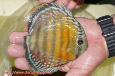 画像2: 【ワイルドディスカス】【通販】【激赤期待大】ラーゴアマニウブラッドレッド【個体販売】13-14cm（生体）ラーゴアマニウ産 (2)