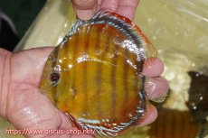 画像2: 【30周年記念セール対象個体】【ワイルドディスカス】【通販】【激赤期待大】ラーゴアマニウブラッドレッド【個体販売】13-14cm（生体）ラーゴアマニウ産 (2)