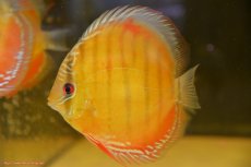 画像1: 【30周年記念セール対象個体】【ワイルドディスカス】【通販】【激赤期待大】ラーゴアマニウブラッドレッド【個体販売】13-14cm（生体）ラーゴアマニウ産 (1)