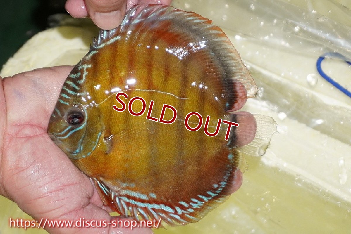 画像2: 【30周年記念セール対象個体】【ワイルドディスカス】【通販】【激赤期待大】ラーゴアマニウブラッドレッド【個体販売】13-14cm（生体）ラーゴアマニウ産 (2)