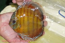 画像2: 【30周年記念セール対象個体】【ワイルドディスカス】【通販】【激赤期待大】ラーゴアマニウブラッドレッド【個体販売】13-14cm（生体）ラーゴアマニウ産 (2)