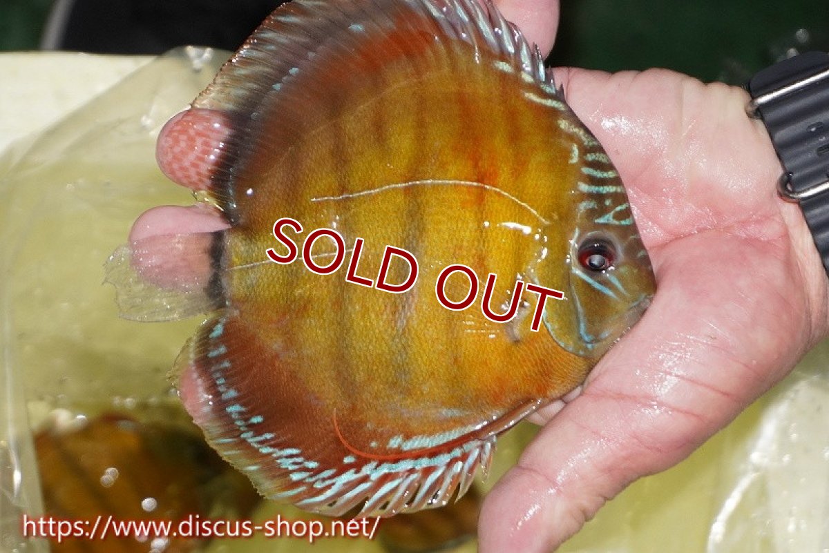 画像3: 【30周年記念セール対象個体】【ワイルドディスカス】【通販】【激赤期待大】ラーゴアマニウブラッドレッド【個体販売】13-14cm（生体）ラーゴアマニウ産 (3)