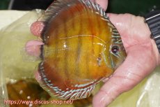 画像3: 【30周年記念セール対象個体】【ワイルドディスカス】【通販】【激赤期待大】ラーゴアマニウブラッドレッド【個体販売】13-14cm（生体）ラーゴアマニウ産 (3)