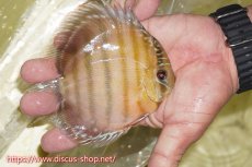 画像3: 【30周年記念セール対象個体】【ワイルドディスカス】【通販】【激赤期待大】ラーゴアマニウブラッドレッド【個体販売】13-14cm（生体）ラーゴアマニウ産 (3)