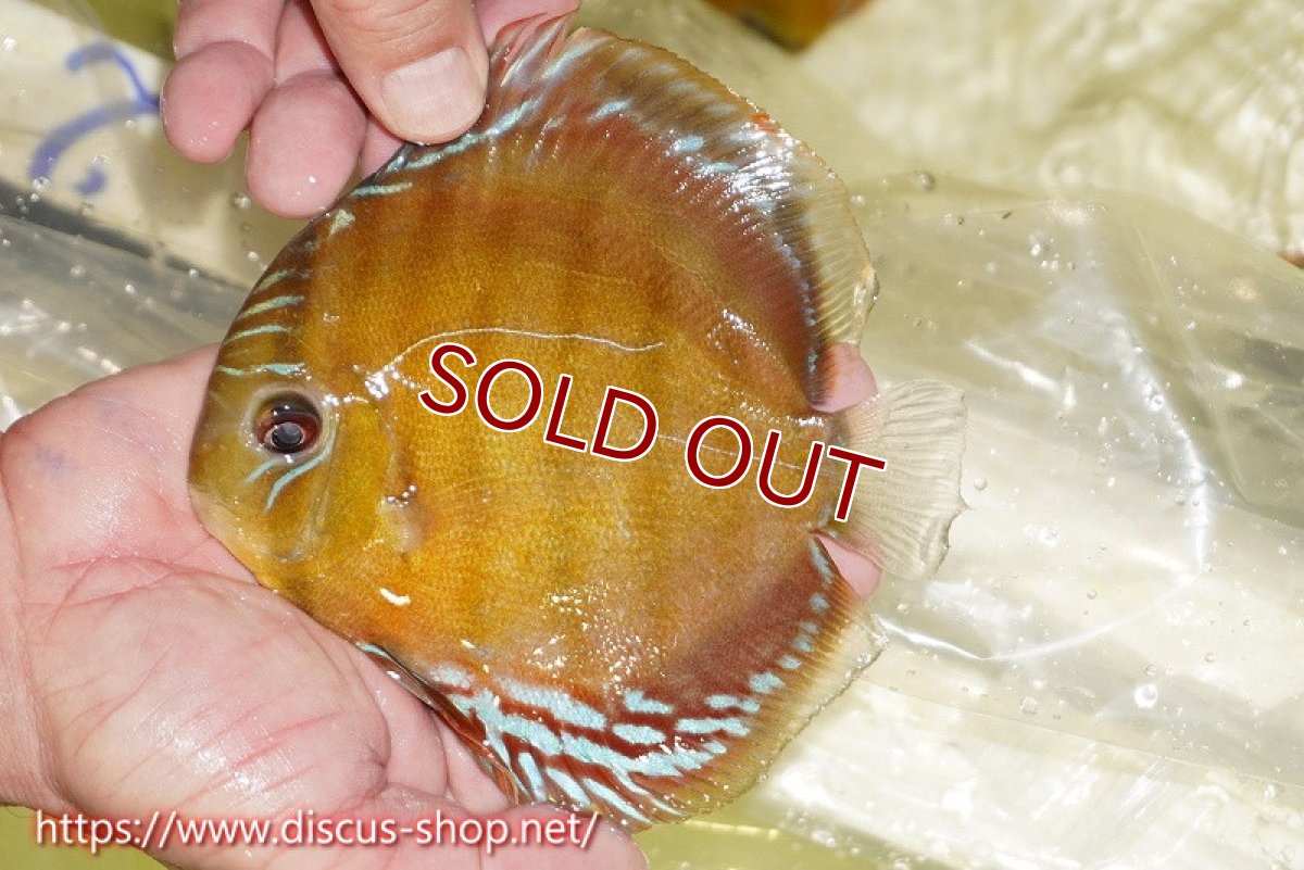 画像1: 【ワイルドディスカス】【通販】【激赤期待大】ラーゴアマニウブラッドレッド【個体販売】13-14cm（生体）ラーゴアマニウ産 (1)