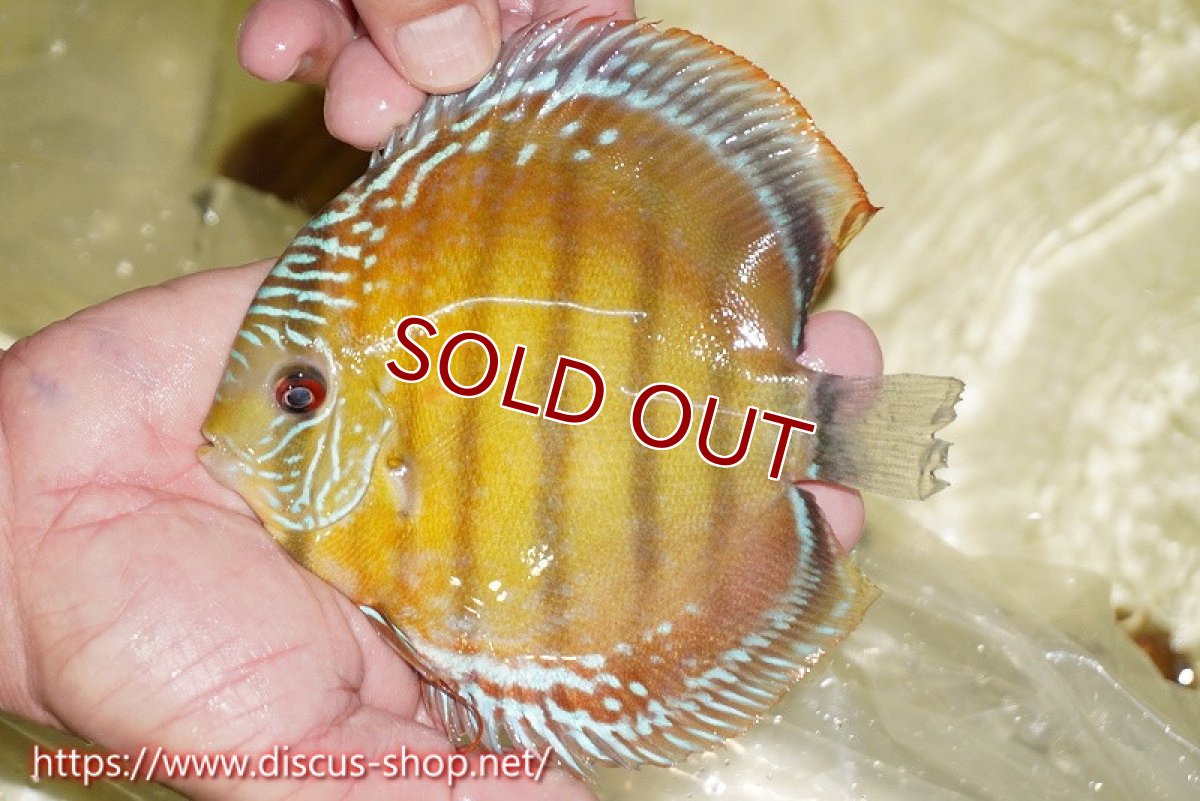 画像1: 【ワイルドディスカス】【通販】【激赤期待大】ラーゴアマニウブラッドレッド【個体販売】13-14cm（生体）ラーゴアマニウ産 (1)