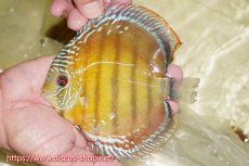 画像1: 【ワイルドディスカス】【通販】【激赤期待大】ラーゴアマニウブラッドレッド【個体販売】13-14cm（生体）ラーゴアマニウ産 (1)