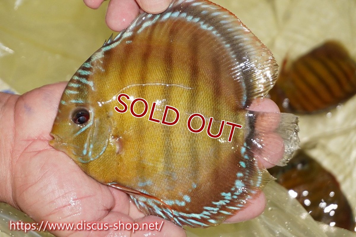 画像1: 【ワイルドディスカス】【通販】【激赤期待大】ラーゴアマニウブラッドレッド【個体販売】13-14cm（生体）ラーゴアマニウ産 (1)