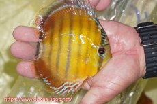 画像2: 【ワイルドディスカス】【通販】【激赤期待大】ラーゴアマニウブラッドレッド【個体販売】13-14cm（生体）ラーゴアマニウ産 (2)