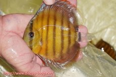 画像1: 【30周年記念セール対象個体】【ワイルドディスカス】【通販】【激赤期待大】ラーゴアマニウブラッドレッド【個体販売】13-14cm（生体）ラーゴアマニウ産 (1)