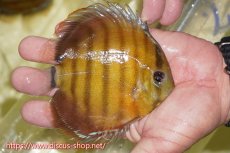 画像2: 【30周年記念セール対象個体】【ワイルドディスカス】【通販】【激赤期待大】ラーゴアマニウブラッドレッド【個体販売】13-14cm（生体）ラーゴアマニウ産 (2)