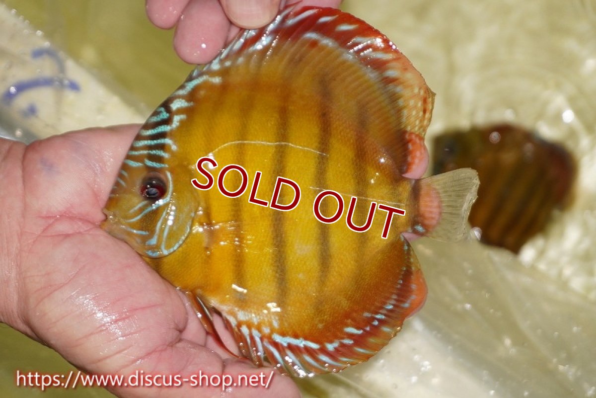 画像1: 【ワイルドディスカス】【通販】【激赤期待大】ラーゴアマニウブラッドレッド【個体販売】13-14cm（生体）ラーゴアマニウ産 (1)