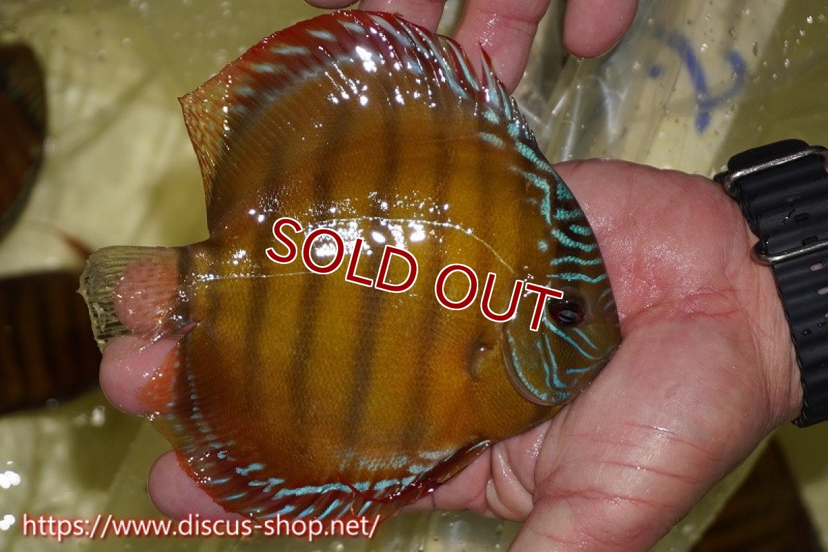 画像2: 【ワイルドディスカス】【通販】【激赤期待大】ラーゴアマニウブラッドレッド【個体販売】13-14cm（生体）ラーゴアマニウ産 (2)