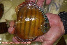 画像2: 【ワイルドディスカス】【通販】【激赤期待大】ラーゴアマニウブラッドレッド【個体販売】13-14cm（生体）ラーゴアマニウ産 (2)