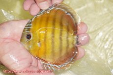 画像1: 【ワイルドディスカス】【通販】【激赤期待大】ラーゴアマニウブラッドレッド【個体販売】13-14cm（生体）ラーゴアマニウ産 (1)