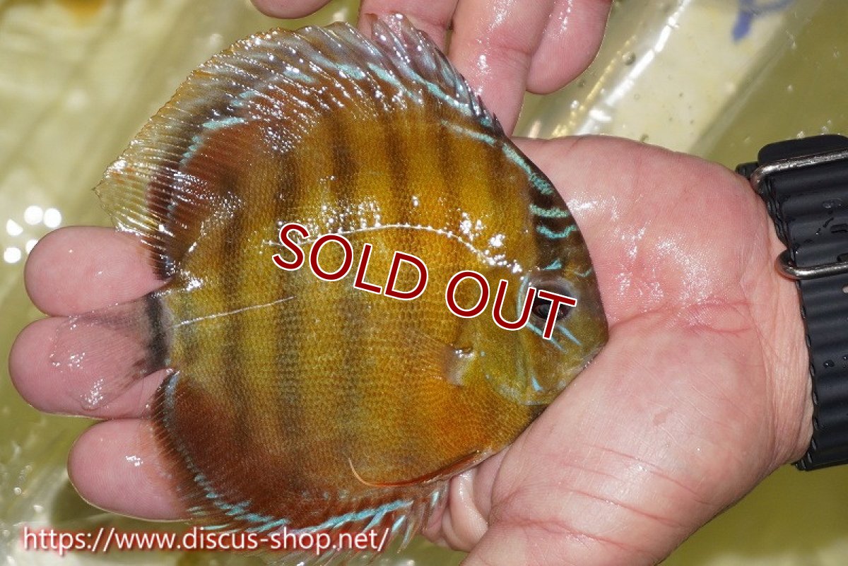 画像2: 【ワイルドディスカス】【通販】【激赤期待大】ラーゴアマニウブラッドレッド【個体販売】13-14cm（生体）ラーゴアマニウ産 (2)