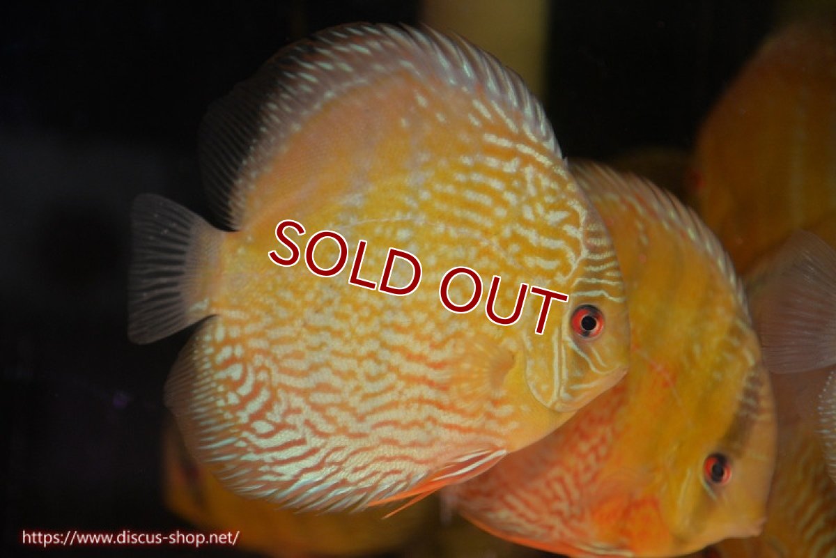 画像1: 【ワイルドディスカス】【通販】【未開の新産地個体】ラーゴサポ パールロイヤル【個体販売】15-16cm（生体）ラーゴサポ産 (1)