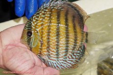 画像2: 【ワイルドディスカス】【通販】【未開の新産地個体】ラーゴサポ パールロイヤル【個体販売】15-16cm（生体）ラーゴサポ産 (2)