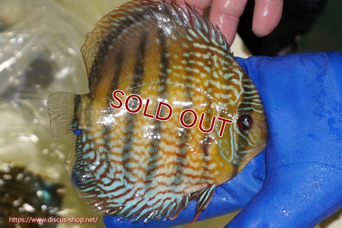 画像3: 【ワイルドディスカス】【通販】【未開の新産地個体】ラーゴサポ パールロイヤル【個体販売】15-16cm（生体）ラーゴサポ産 (3)