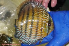 画像3: 【ワイルドディスカス】【通販】【未開の新産地個体】ラーゴサポ パールロイヤル【個体販売】15-16cm（生体）ラーゴサポ産 (3)