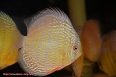 画像1: 【ワイルドディスカス】【通販】【未開の新産地個体】ラーゴサポ パールロイヤル【個体販売】15-16cm（生体）ラーゴサポ産 (1)