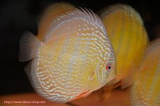 画像2: 【ワイルドディスカス】【通販】【未開の新産地個体】ラーゴサポ パールロイヤル【個体販売】15-16cm（生体）ラーゴサポ産 (2)