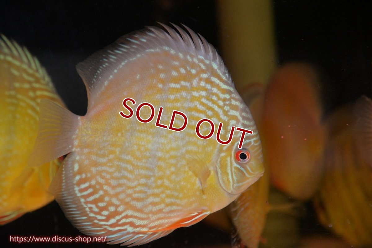 画像3: 【ワイルドディスカス】【通販】【未開の新産地個体】ラーゴサポ パールロイヤル【個体販売】15-16cm（生体）ラーゴサポ産 (3)