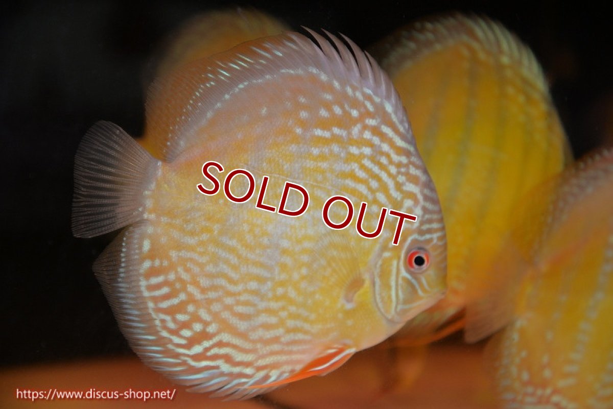 画像4: 【ワイルドディスカス】【通販】【未開の新産地個体】ラーゴサポ パールロイヤル【個体販売】15-16cm（生体）ラーゴサポ産 (4)