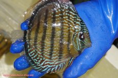 画像4: 【ワイルドディスカス】【通販】【未開の新産地個体】ラーゴサポ パールロイヤル【個体販売】15-16cm（生体）ラーゴサポ産 (4)