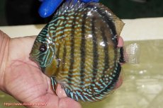 画像5: 【ワイルドディスカス】【通販】【未開の新産地個体】ラーゴサポ パールロイヤル【個体販売】15-16cm（生体）ラーゴサポ産 (5)