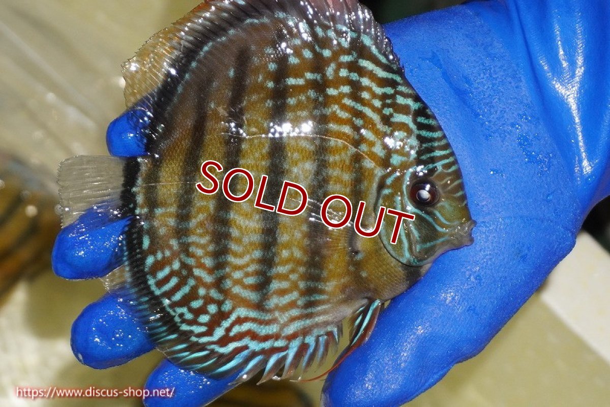 画像6: 【ワイルドディスカス】【通販】【未開の新産地個体】ラーゴサポ パールロイヤル【個体販売】15-16cm（生体）ラーゴサポ産 (6)