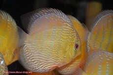 画像1: 【ワイルドディスカス】【通販】【未開の新産地個体】ラーゴサポ パールロイヤル【個体販売】15-16cm（生体）ラーゴサポ産 (1)