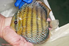 画像2: 【ワイルドディスカス】【通販】【未開の新産地個体】ラーゴサポ パールロイヤル【個体販売】15-16cm（生体）ラーゴサポ産 (2)