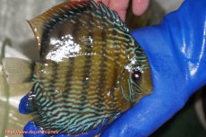 画像4: 【ウィンターセール クーポンご利用で更に10％OFF対象商品】【ワイルドディスカス】【通販】【未開の新産地個体】ラーゴサポ パールロイヤル【個体販売】15-16cm（生体）ラーゴサポ産 (4)