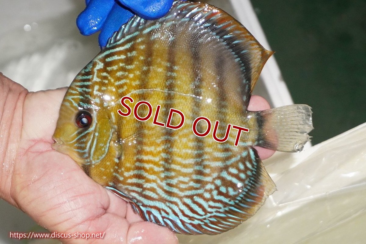 画像5: 【ワイルドディスカス】【通販】【未開の新産地個体】ラーゴサポ パールロイヤル【個体販売】15-16cm（生体）ラーゴサポ産 (5)