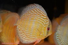 画像1: 【ワイルドディスカス】【通販】【未開の新産地個体】ラーゴサポ パールロイヤル【個体販売】15-16cm（生体）ラーゴサポ産 (1)