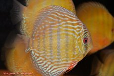 画像2: 【ワイルドディスカス】【通販】【未開の新産地個体】ラーゴサポ パールロイヤル【個体販売】15-16cm（生体）ラーゴサポ産 (2)