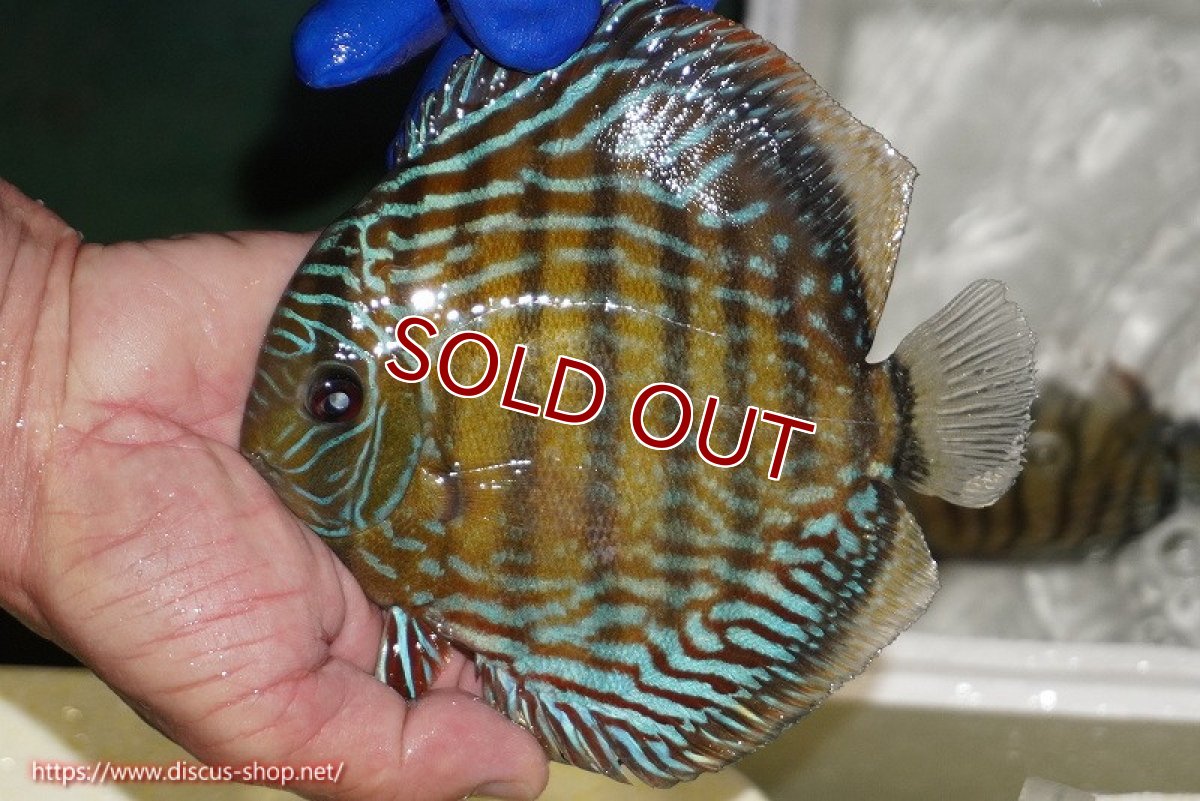 画像4: 【ワイルドディスカス】【通販】【未開の新産地個体】ラーゴサポ パールロイヤル【個体販売】15-16cm（生体）ラーゴサポ産 (4)