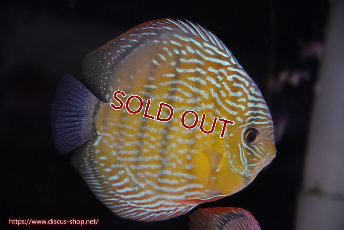 画像1: 【ワイルドディスカス】【通販】【未開の新産地個体】ラーゴサポ パールロイヤル（金目）【個体販売】15-16cm（生体）ラーゴサポ産 (1)