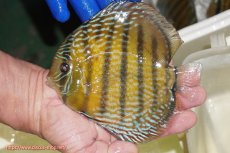 画像1: 【ワイルドディスカス】【通販】【未開の新産地個体】ラーゴサポ パールロイヤル【個体販売】15-16cm（生体）(生体)ラーゴサポ産 (1)