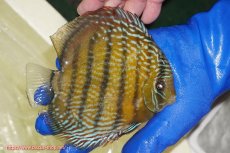 画像2: 【ワイルドディスカス】【通販】【未開の新産地個体】ラーゴサポ パールロイヤル【個体販売】15-16cm（生体）(生体)ラーゴサポ産 (2)