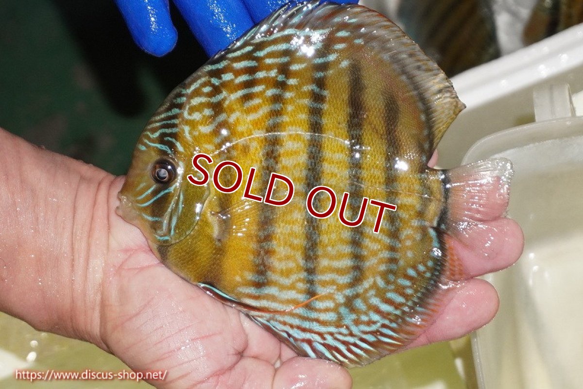 画像3: 【ワイルドディスカス】【通販】【未開の新産地個体】ラーゴサポ パールロイヤル（金目）【個体販売】15-16cm（生体）ラーゴサポ産 (3)