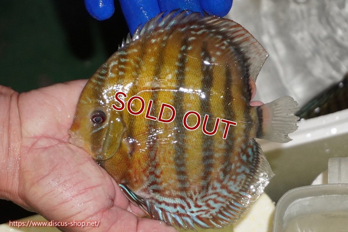 画像1: 【ワイルドディスカス】【通販】【未開の新産地個体】ラーゴサポ パールロイヤル【個体販売】15-16cm（生体）(生体)ラーゴサポ産 (1)