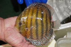 画像1: 【ワイルドディスカス】【通販】【未開の新産地個体】ラーゴサポ パールロイヤル【個体販売】15-16cm（生体）(生体)ラーゴサポ産 (1)